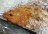 「魚魚市場鮮魚コーナーおすすめは「ヒラメ」です♪」