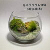 「【 苔テラリウム体験 ワークショップ 】」