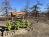 しだれ梅園「野口庭園のしだれ梅園」