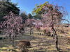 離宮院公園の梅「離宮院公園の梅林」