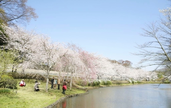 千葉でお花見するならここ！　千葉市の桜情報【2024年】