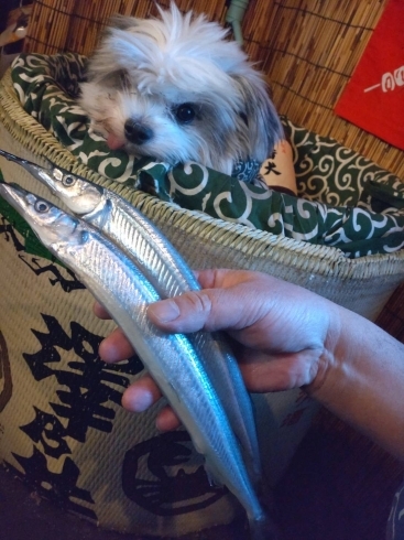 気仙沼で揚がった閂サイズのサヨリ「細魚」