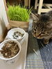 「こむぎ日記꙳★*ﾟ」