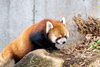 「千葉市動物公園　【千葉 稲毛 美浜 浅間神社近くの写真館★着物・和装撮影はプロにお任せ】」