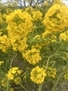 菜の花は、もう満開でしたよ。春ですねお「柳井市で癒しを～春ですよ。アナタの本気を出しちゃいましょ～」