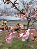 「桜の花には運気と浄化パワーがあるとか。」