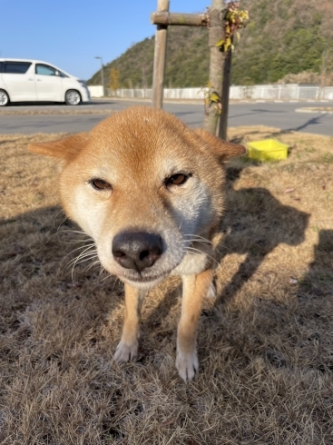 「迷い犬の情報提供について」