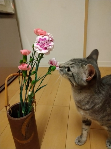 お花が大好きな、猫のマメ「休診のお知らせ」