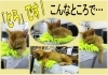 「とら・・・ どこででも寝ちゃいます！」