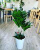「観葉植物入荷しました」