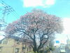 「桜が見所です！」