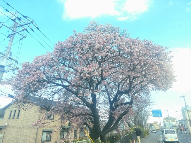 「桜が見所です！」