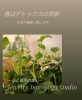 スタジオ内階段に咲く「香りすみれ」新緑…✧*。「✧*。春・デトックス・体質改善・解毒・浄化・便秘解消・美肌・疲労回復・冷え性・むくみ「女性専用ヨガスタジオ」【福島市のヨガスタジオ/プライベートレッスンあり】」