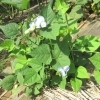 野菜の花　～シカクマメ（四角豆）～