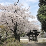 桜　桜 