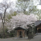桜　桜 24