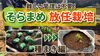 「【タネの芽出しで能力向上】そら豆の追肥の時期と土寄せのタイミング　タネのハシモト」
