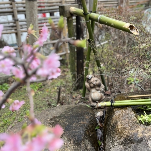 河津桜とたぬき「みつ豆の季節」