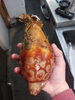 ホヤ「岩手県産特大ホヤ」