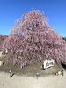 「鈴鹿の森庭園の梅！」