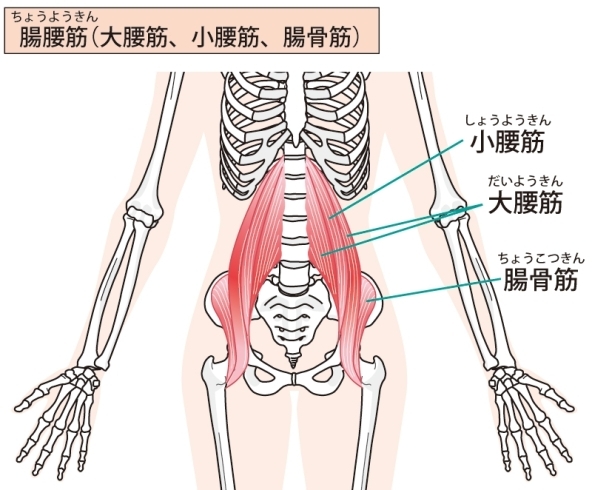 「腸腰筋(ちょうようきん)【本物のストレッチ】1人じゃできない」