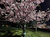 「河津桜(北九州市八幡西区若葉にある少人数対応安心低価格の直葬.家族葬専門葬儀社です。小倉にも会館がございます)」