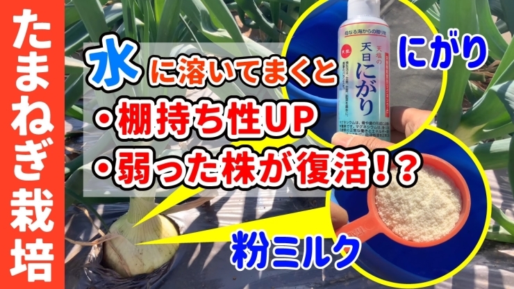 「【身近な食材で品質アップ！】玉葱栽培のコツをお届けします。　タネのハシモト」