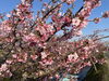 笠松河津桜「笠松河津桜ロード開花状況」