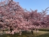 宮リバー度会パーク「宮リバー度会パークの河津桜」