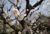 梅の花「今日の予定」