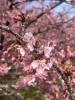 周防大島町小積 にある河津桜を見てきました「柳井市で癒しを～春ですね。冬の身体を抜け出し満喫しましょう～」