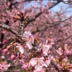 柳井市で癒しを～春ですね。冬の身体を抜け出し満喫しましょう～