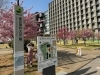 川津桜 葛飾にいじゅくみらい公園のカワヅザクラ（河津桜）が満開！お散歩にオススメ！東京理科大学葛飾キャンパスを囲む区内最大の区立公園♪ |  まいぷれ葛飾編集部のニュース | まいぷれ[葛飾区]