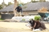家庭菜園｜愛犬とフリーコンセプションオーナー「猪名川町の田舎暮らし【家庭菜園】｜ジャガイモ植え付け準備をするフリーコンセプション」