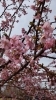 「☆桜咲く☆草谷米子店☆ブライダル相談会☆」