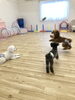 ぷっかくん、むぎちゃんフリスビー遊び中「ましゅまろ幼稚園　パート４」