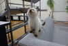 子猫時代、拾った時はもっと小さかったような気がする「ねこ」