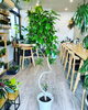 「観葉植物入荷しました」