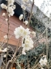 桜桃が開花「開花」