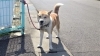 「迷い犬を保護しています【西条市役所 西部支所 環境課生活環境係】」