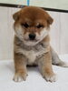 「【WAN'S】新しいワンちゃんのご紹介！柴犬　オス」