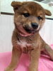 柴犬　オス「【WAN'S】新しいワンちゃんのご紹介！柴犬　オス」