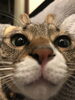 家のネコです。「まいぷれ始めました！！皆様の健康の近道」