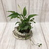 観葉植物　寄せ植え（ミニ）「♬　定休日のお知らせ　♬」