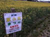 菜の花です。綺麗…！「花見・歓送迎会は、あがわで…。」