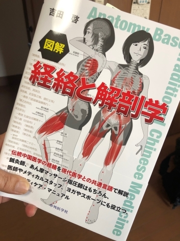 経路と解剖学「経絡と解剖学」