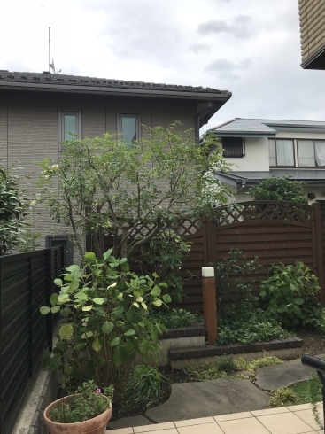 剪定後「春は枝を強く切るチャンス！横浜市磯子区、金沢区、植木造園のご相談は庭一」