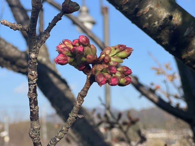 陽光桜　3/13撮影「陽光桜まもなく開花です♪」