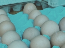 初卵販売開始【静岡県で平飼い卵をお求めは悠々ファームへ】