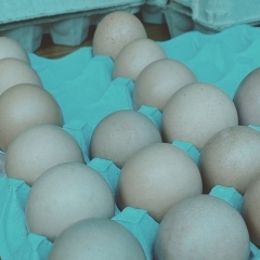 初卵販売開始【静岡県で平飼い卵をお求めは悠々ファームへ】